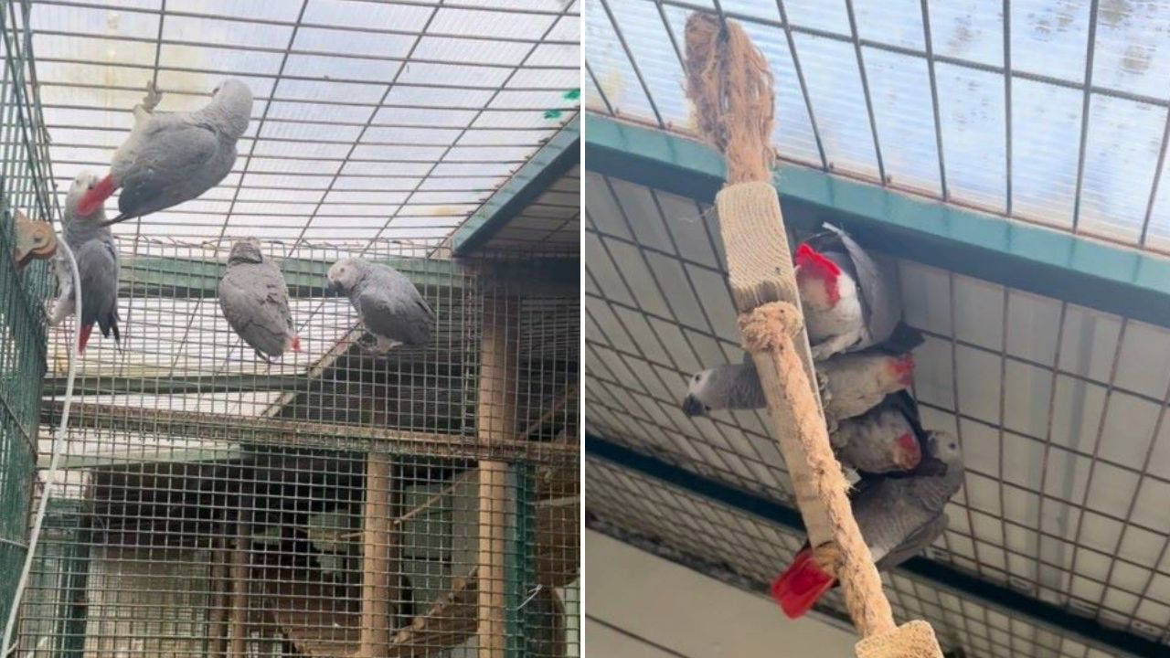 İstanbul Havalimanı’nda Kaçak Hayvan Operasyonu: 20 Afrika Gri Papağanı Ele Geçirildi